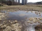 칠보산 양서류 산란 상황 목록사진