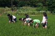 개구리논 김매기_1_20150628 목록사진