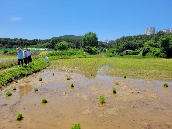 칠보산 개구리논 모내기 (6/3)