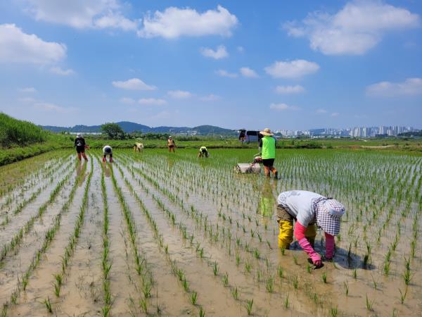 평리들 친환경 논 김매기