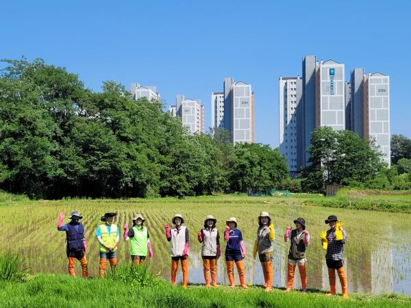 개구리논 김매기 