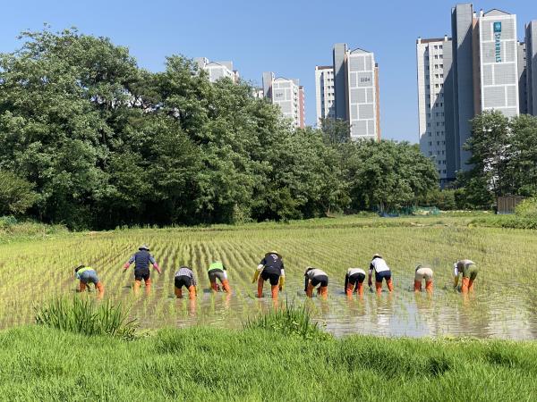 개구리논 김매기 