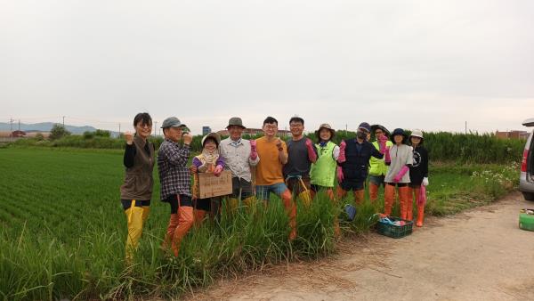 평리들 친환경 논 김매기두번째 