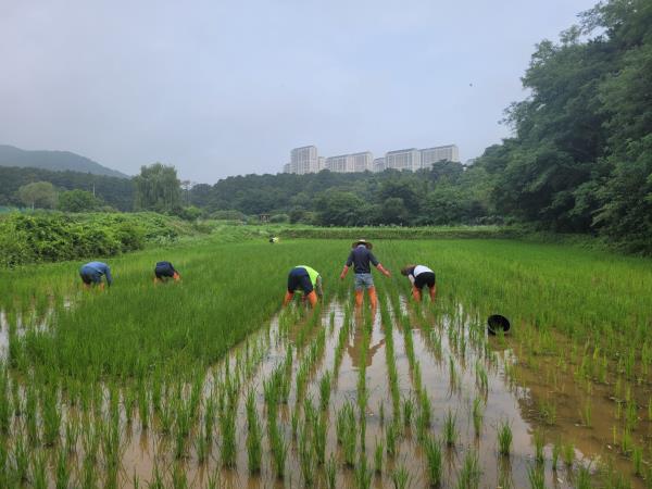 개구리논 김매기는 계속 됩니다.
