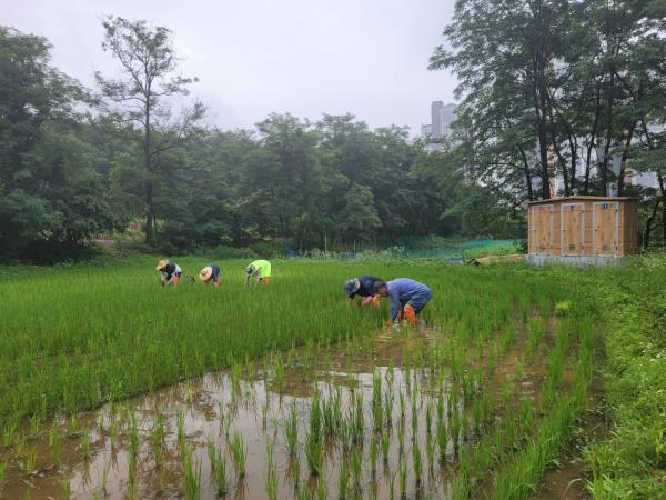 개구리논 김매기는 계속 됩니다.