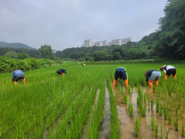 개구리논 김매기는 계속 됩니다.