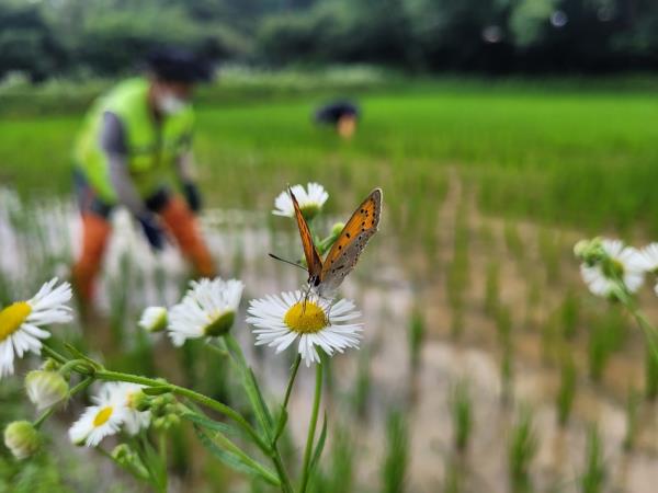 개구리논 김매기는 계속 됩니다.